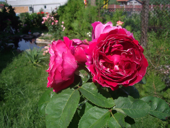 IMGP3155 - trandafiri