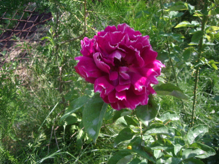 IMGP3156 - trandafiri