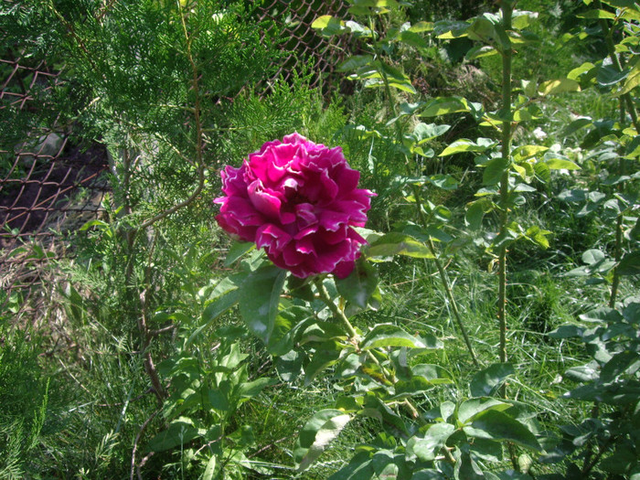 IMGP3157 - trandafiri