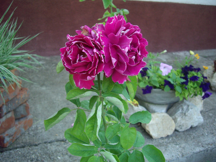 IMGP3161 - trandafiri