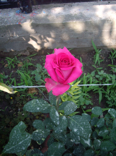 IMGP3165 - trandafiri