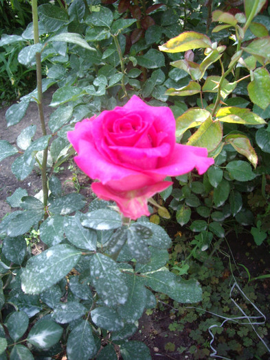 IMGP3167 - trandafiri