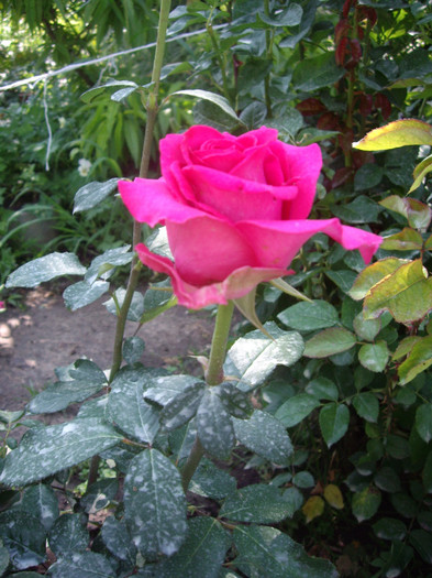 IMGP3168 - trandafiri