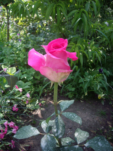 IMGP3170 - trandafiri