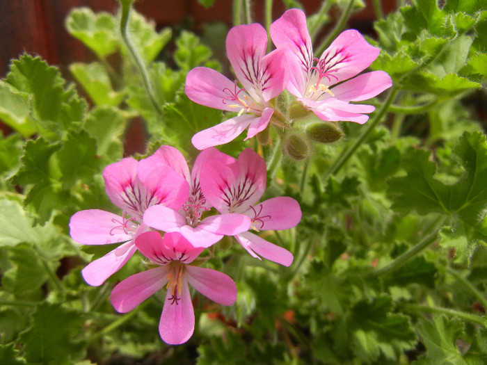 Mango Scented Geranium (2012, June 14) - Duftgeranie MANGO