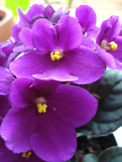 African Violet (2009, June 02)