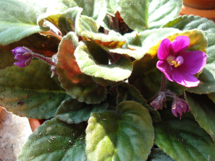 African Violet (2009, August 18) - Saintpaulia Violet