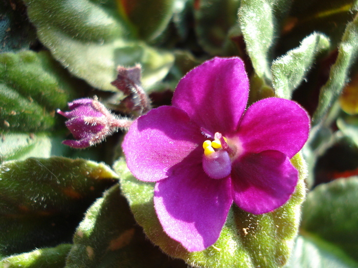 African Violet (2009, August 18) - Saintpaulia Violet