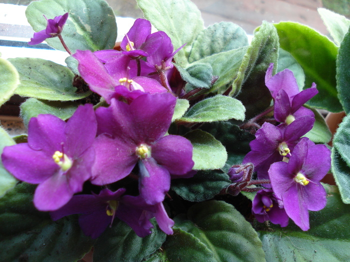 African Violet (2009, September 25) - Saintpaulia Violet