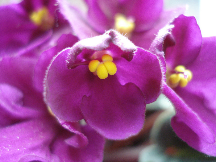 Violet Saintpaulia (2011, May 03)