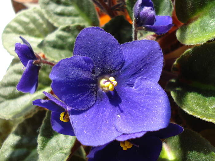 Blue African Violet (2009, April 27) - Saintpaulia Blue