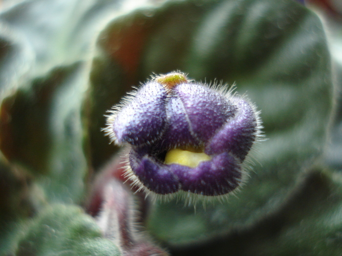 Blue African Violet (2010, April 23) - Saintpaulia Blue