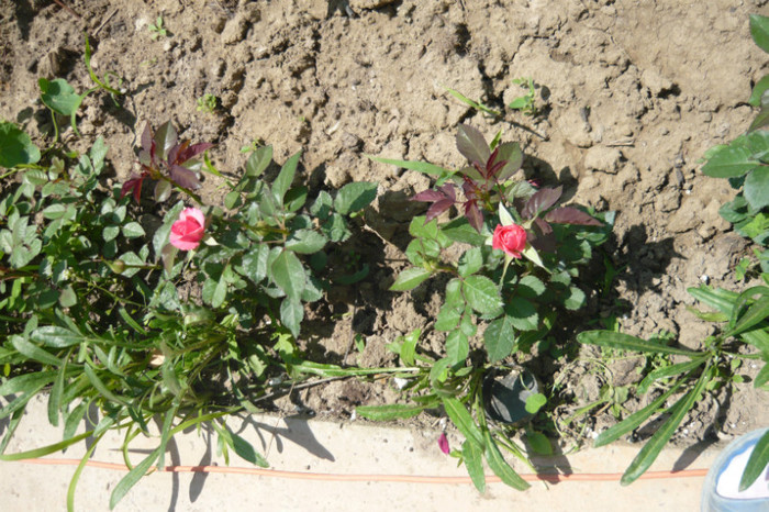 mini - TRANDAFIRI 2012-2013-2014