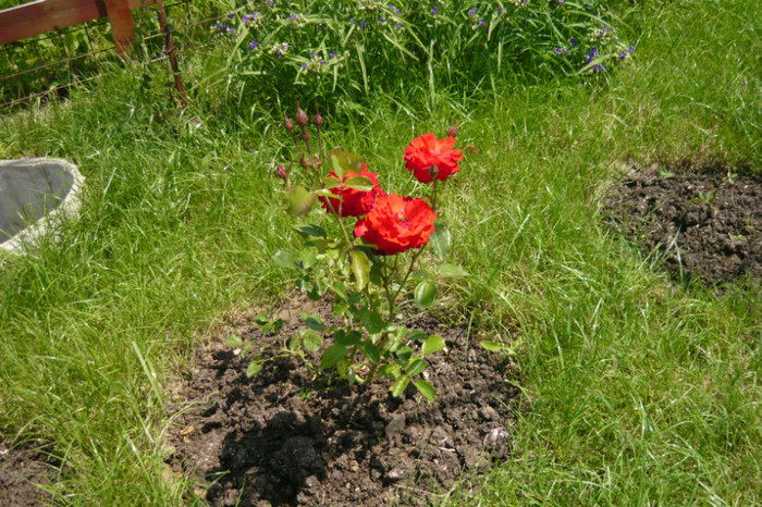 024 - TRANDAFIRI 2012-2013-2014