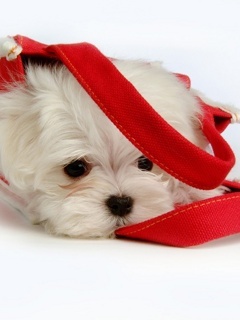 Cute_Puppy