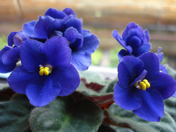 Blue African Violet (2010, May 10)