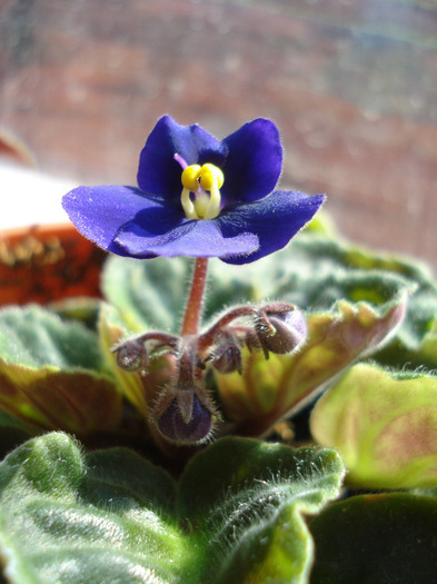 Blue African Violet (2011, April 26) - Saintpaulia Blue