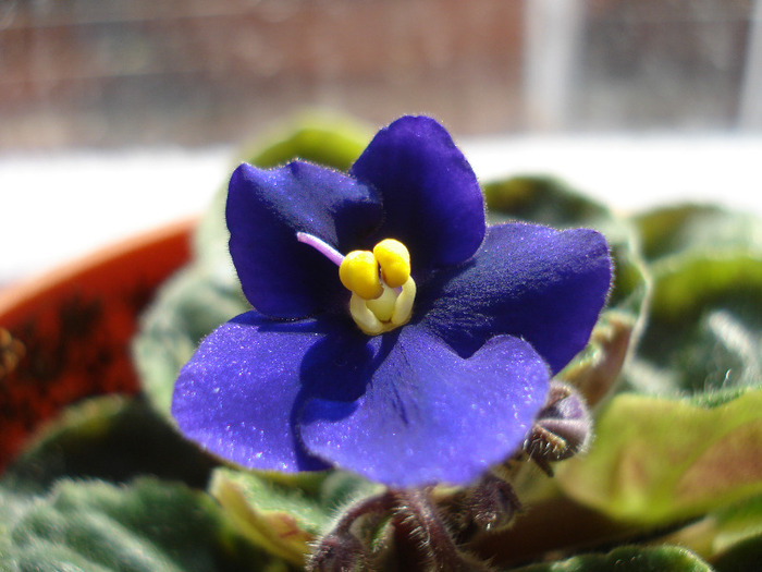 Blue African Violet (2011, April 26) - Saintpaulia Blue