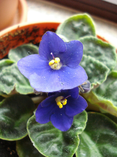 Blue African Violet (2011, May 03) - Saintpaulia Blue