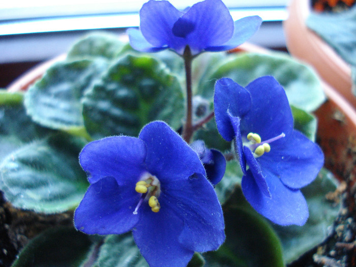 Blue African Violet (2011, May 13) - Saintpaulia Blue