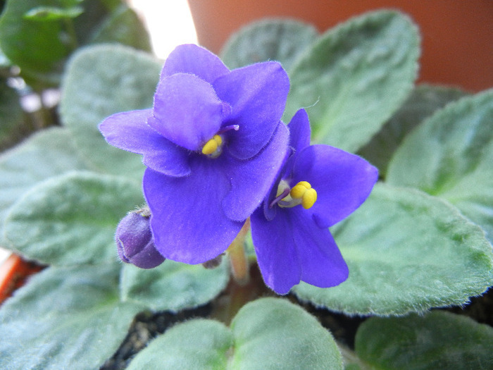 Blue African Violet (2011, Oct.27) - Saintpaulia Blue