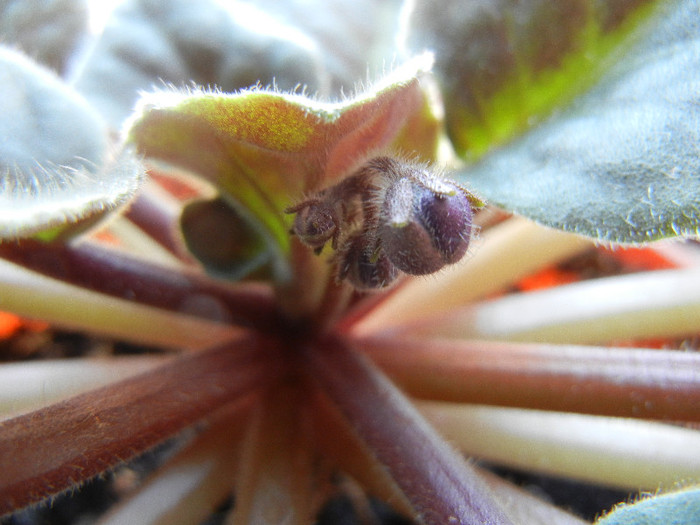 Blue African Violet (2012, June 13) - Saintpaulia Blue