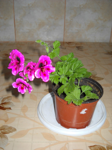 DSCN1720 - Pelargonium