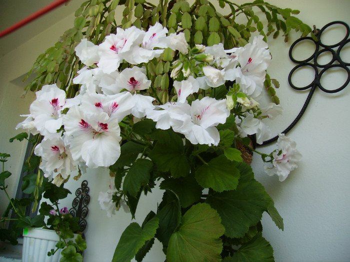 PICT1425; Pelargonium alb
