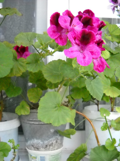 DSCN1496 - Pelargonium