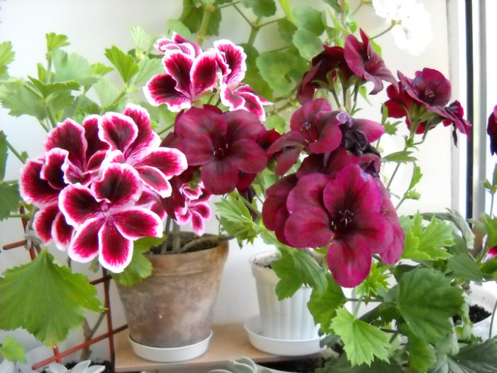 DSCN1505 - Pelargonium