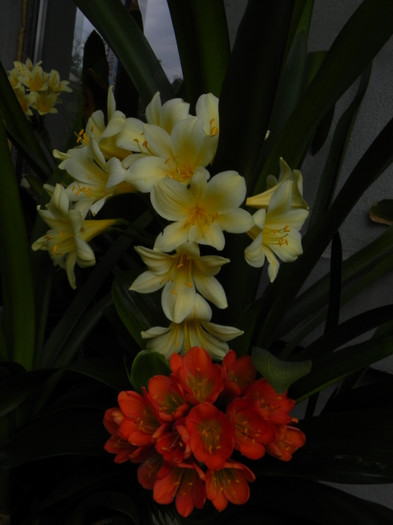  - CLIVIA