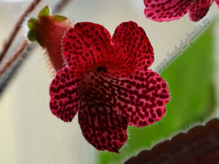 New - Kohleria Karisma (GS); 2012
