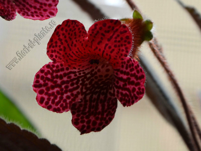 New - Kohleria Karisma (GS); 2012

