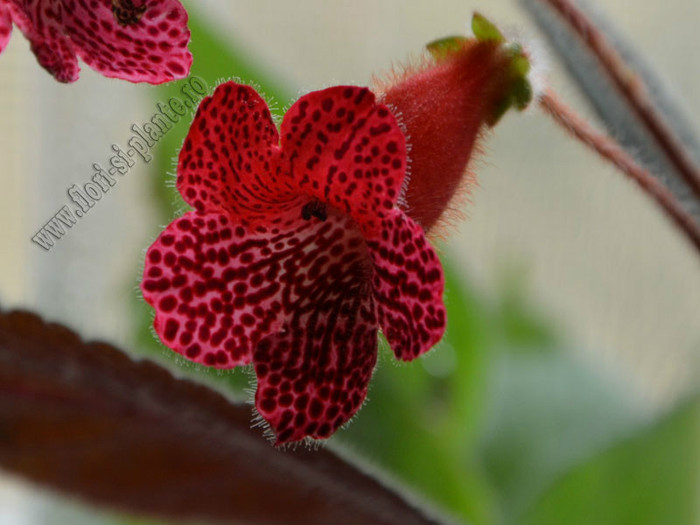 New - Kohleria Karisma (GS); 2012
