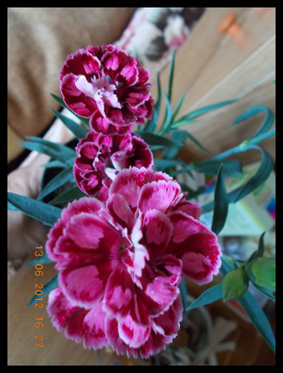 DSCN4321 - flori diverse