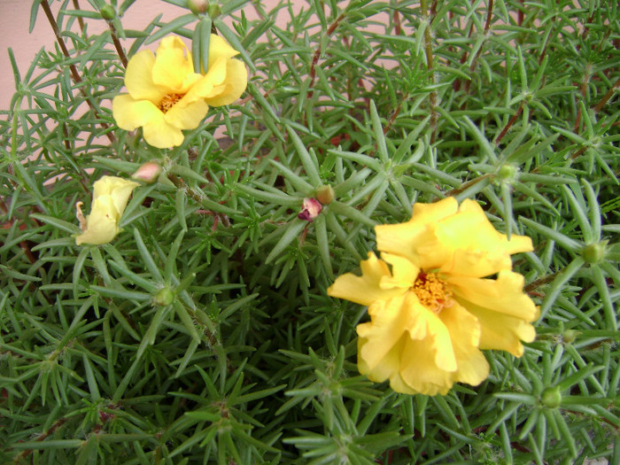 DSC08846 - Floarea de piatra - Portulaca grandiflora