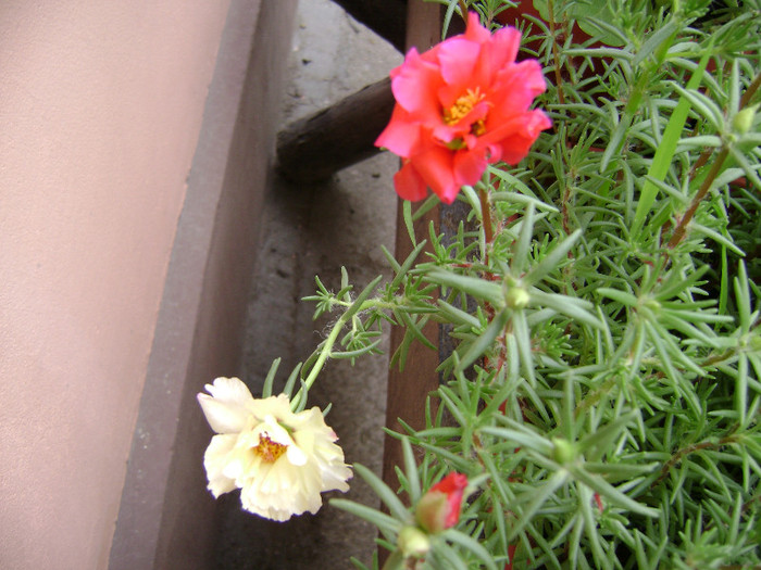 DSC08847 - Floarea de piatra - Portulaca grandiflora
