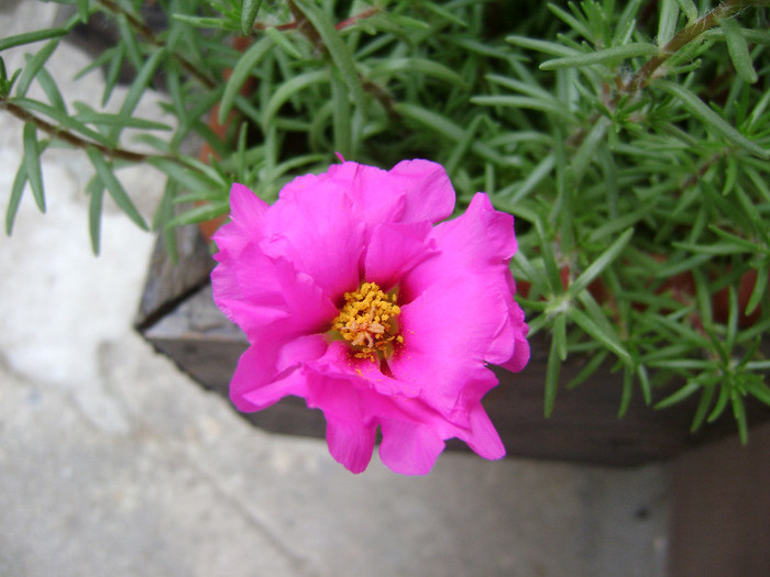 DSC08848 - Floarea de piatra - Portulaca grandiflora