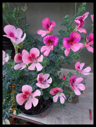 DSCN4362 - flori diverse