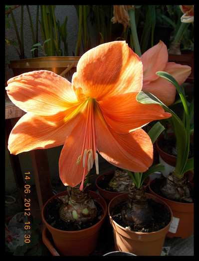 DSCN4358 - flori diverse