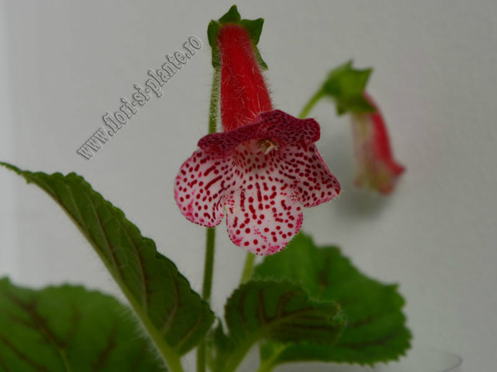 NEW - Kohleria Simone (GS); 2012

