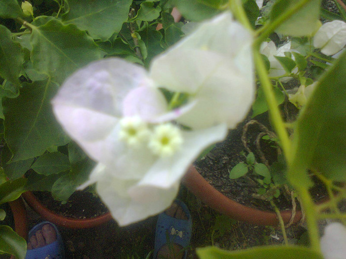  - A-Flori 2012