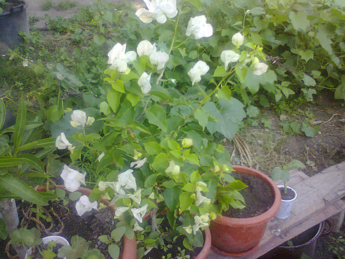  - A-Flori 2012