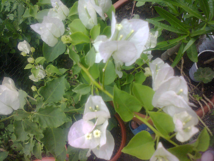  - A-Flori 2012