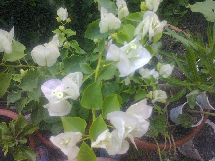  - A-Flori 2012