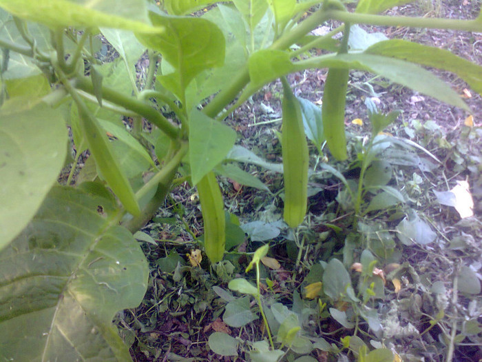 Boboci la brugmansia galbena - Gradina 2012