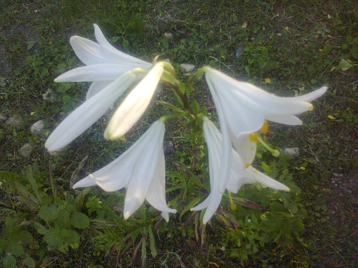  - Gradina 2012