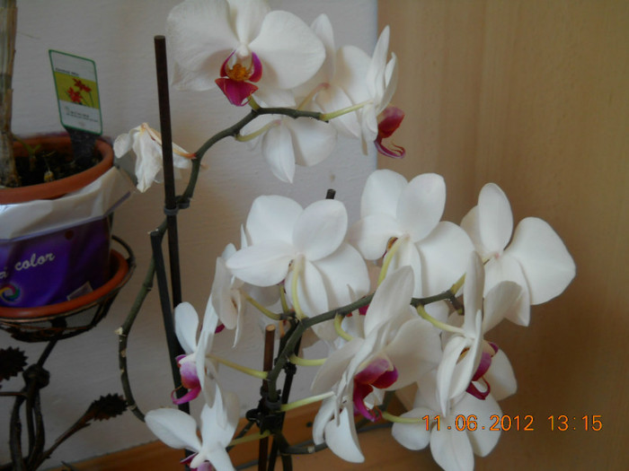 09.06.2012 075 - ORHIDEE 2012