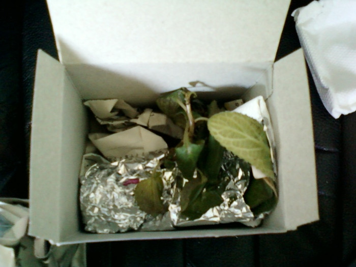 14 iunie 2012-flori 005