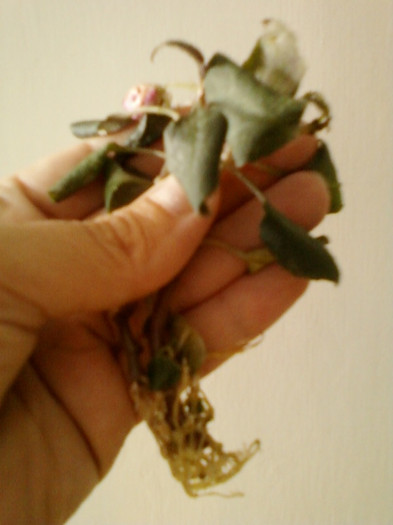 14 iunie 2012-flori 010